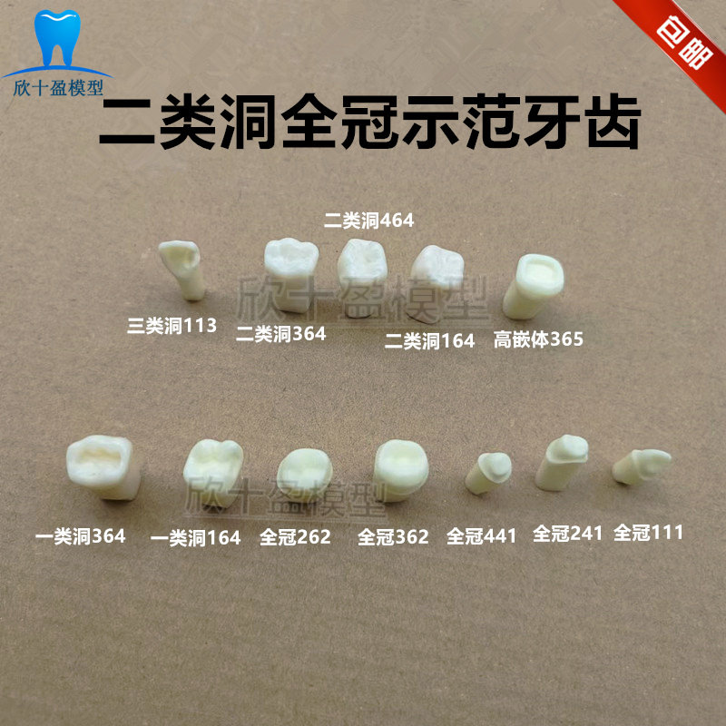 牙科二类洞窝洞模型标准牙齿预备模型 窝洞制备训练示范牙体模型