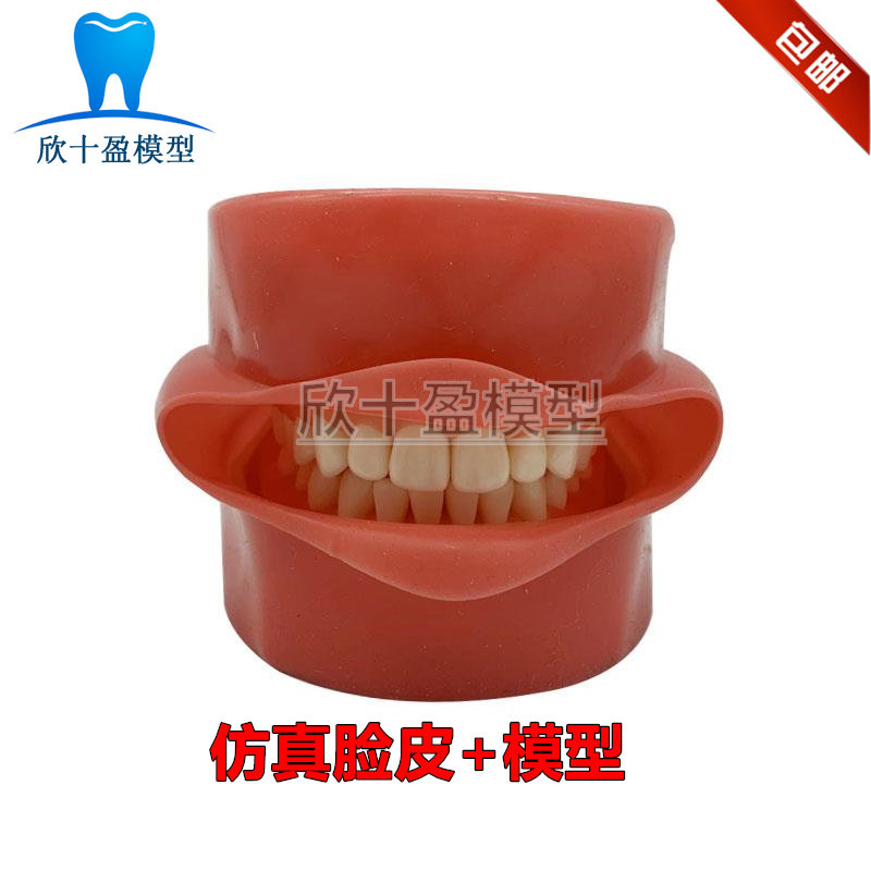 牙科 磨牙备洞备牙练习模型 牙齿全口可拆卸仿真脸皮牙医医考包