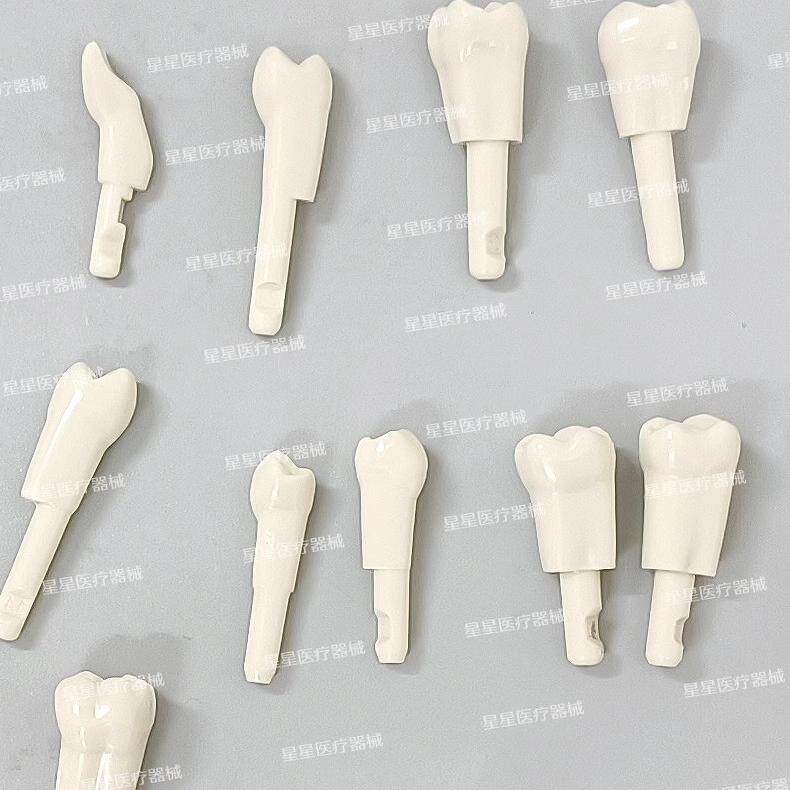 考试练习牙粒牙齿模型备牙练习口腔耗材散牙牙粒牙科材料卡瓦牙粒