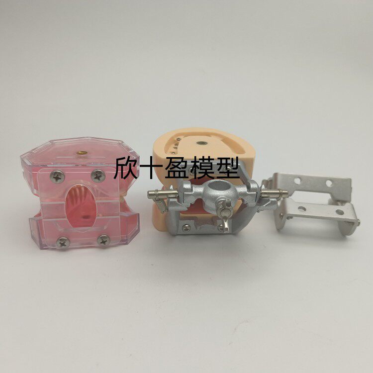 牙科模型颌架  备牙模型标准模型 短颌架长颌架 塑料颌架