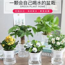 Office Green plant desktop radiation protection easy to feed potted green Laura Gardenia flowers Indoor flower Water Perfus Property Tree