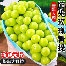 Color box (SF Express) Sunshine Rose Grape Qingwang Grape Fresh Seedless Fragrance Seal Green Fruit Gift Box