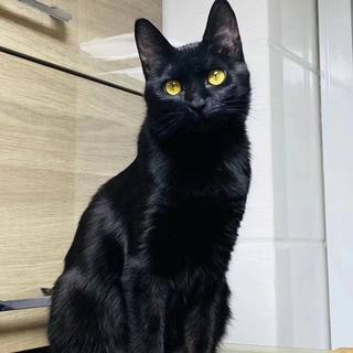 Pure black cat with no stray hairs