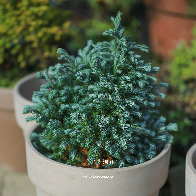 揭秘蓝湖柏的秘密繁殖大法