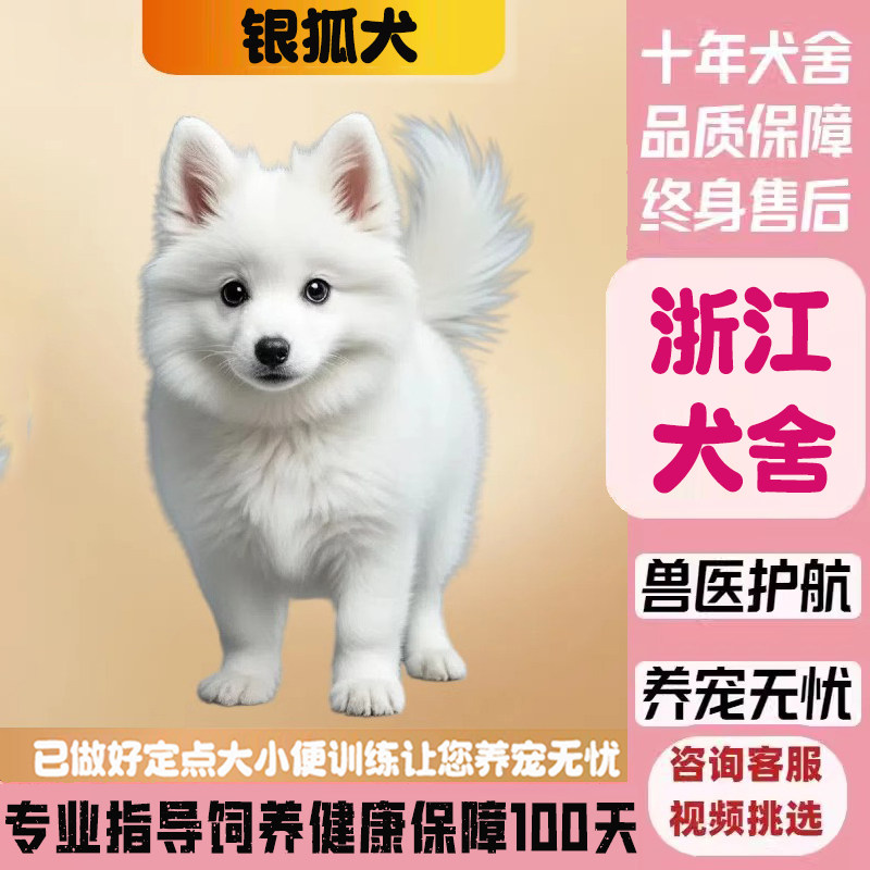 【浙江犬舍】纯种银狐犬幼犬,日本尖嘴犬的魅力何在?-狗狗-淘宝好物网