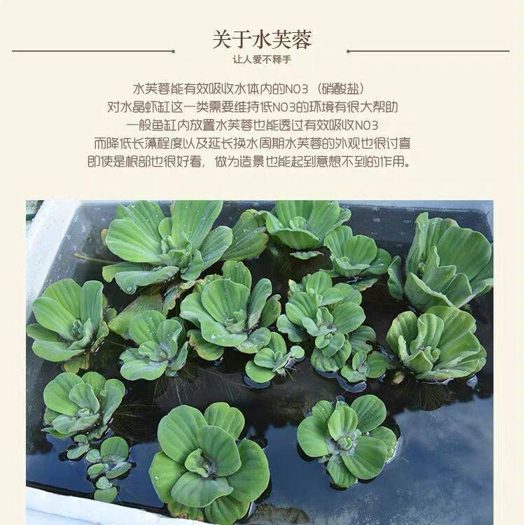Aquatic plants outdoor fish pond fish tank decoration landscaping four seasons pond flowers small garden turtle raising water purification