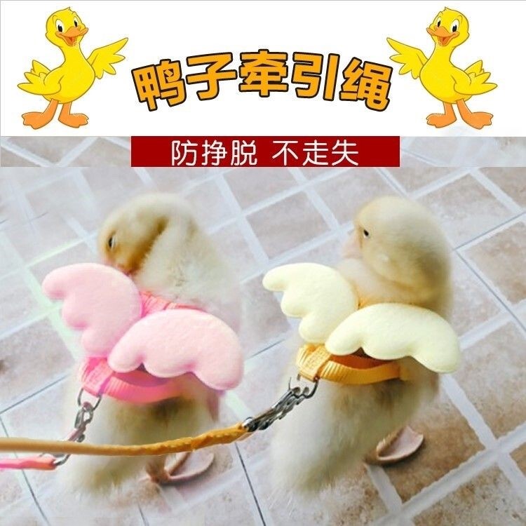 Cole Duck Leash for Walking Ducks, Small Ducks, Chicks, Geese, and Chickens; Specialized Outdoor Supplies for Raising Ducks