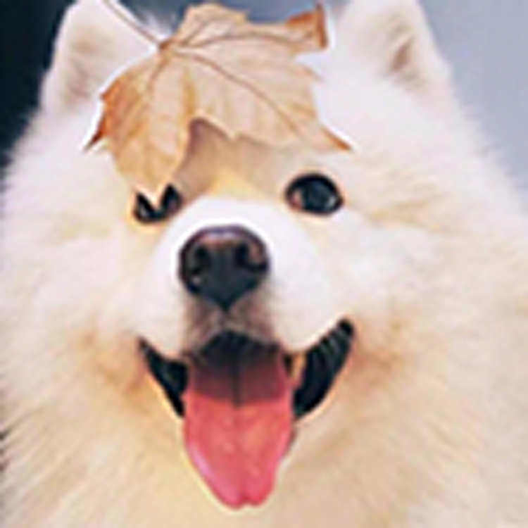 大牛官方企业店的LOGO