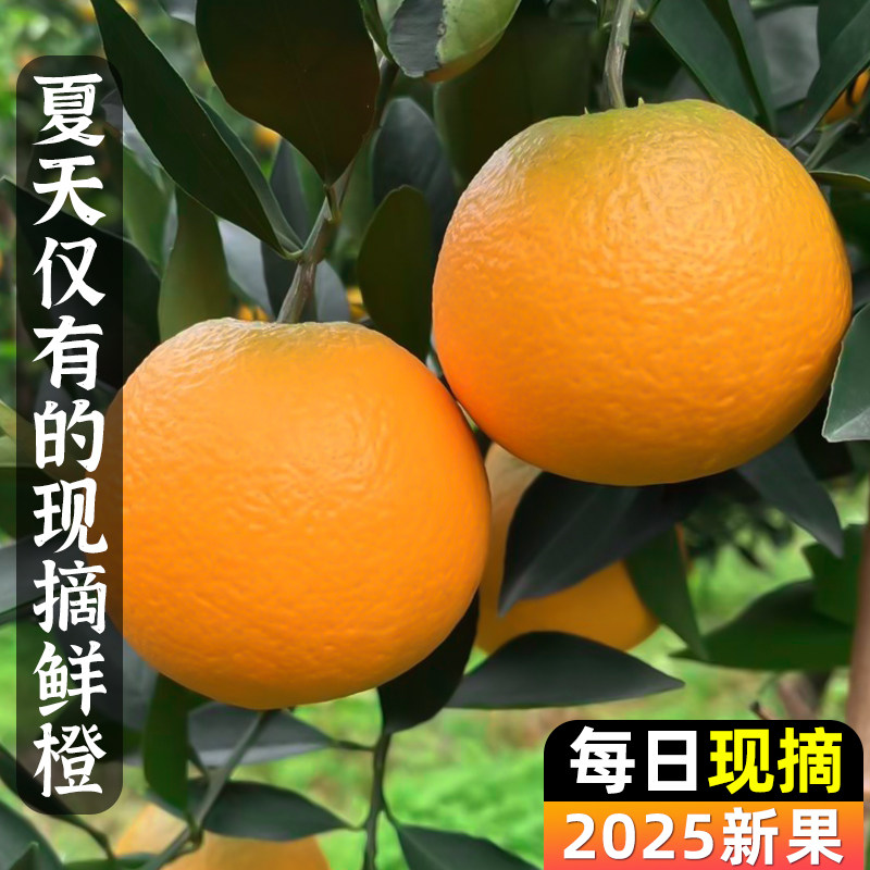正宗夏橙新鲜当季!湖北秭归脐橙怎么选才不踩雷?🍊-橙-淘宝百科网