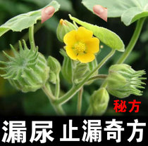 (one patch to stop leakage) middle-aged and elderly women who leak urine after giving birth