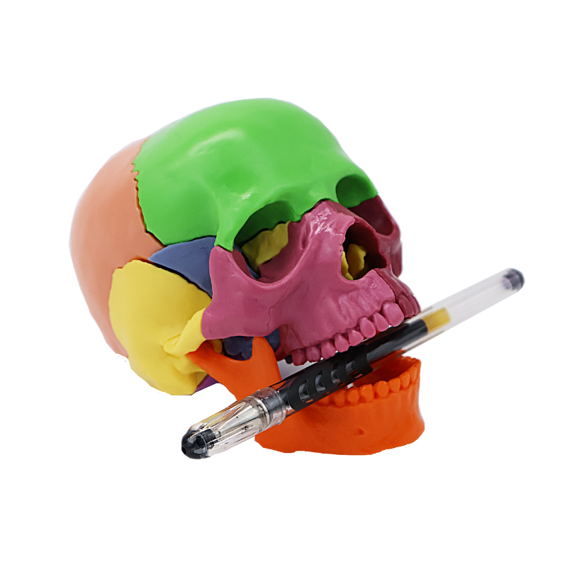 Medicine detachable container, physiological skull model, scale 1:2