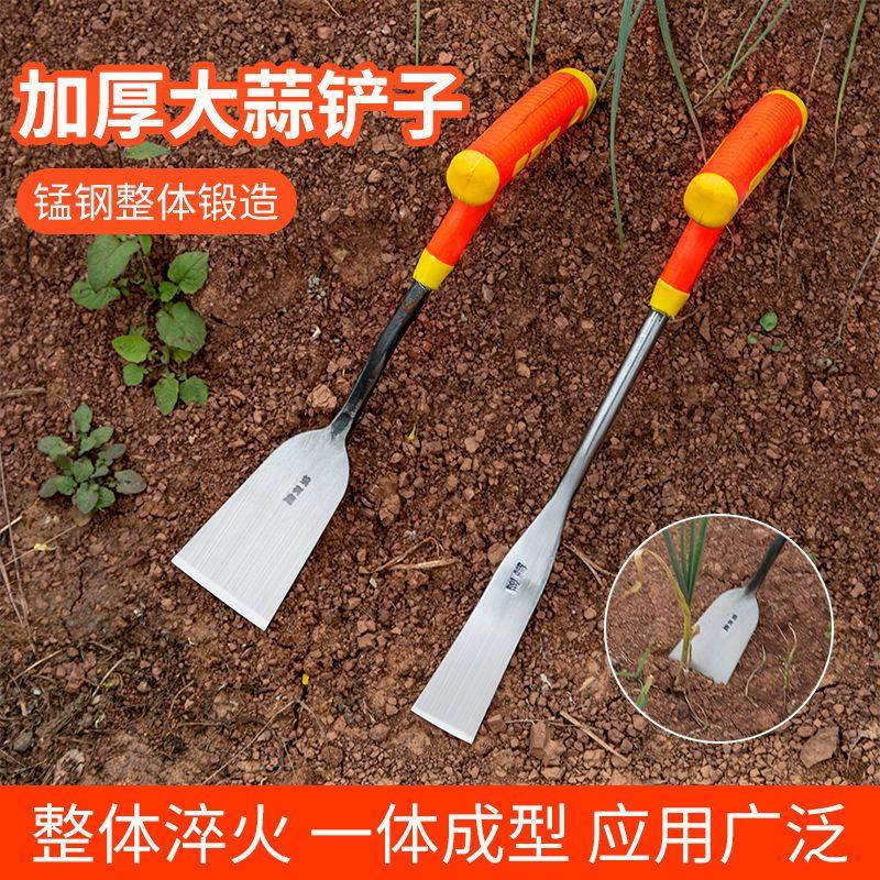 Garlic and garlic shovel for garlic garden garden garden garden garden