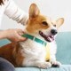 Zero Dog Leash Dog Chain Vest Type ຂະຫນາດນ້ອຍແລະຂະຫນາດກາງ Shiba Inu Corgi Teddy French Dog Supplies Harness