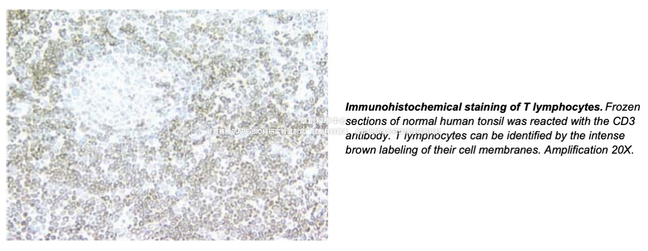 BD Pharmingen? Purified Mouse Anti-Human CD3，货号550367