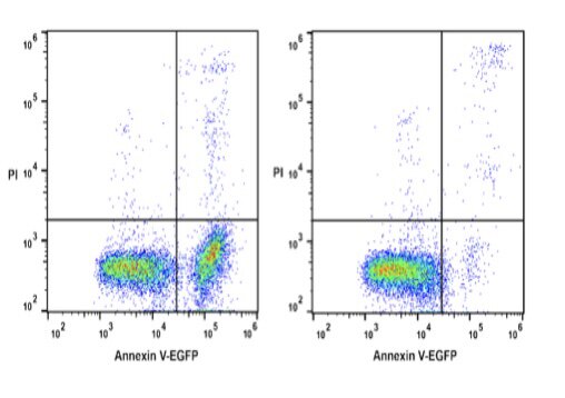 Elabscience? Annexin V-EGFP 染色液，E-CK-A119，适用荧光标记