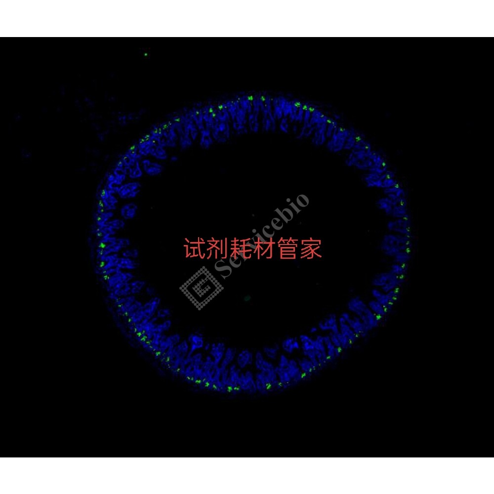 RNASweAMI?原位杂交IF488检测试剂盒 显色/信号放大精确定量定位