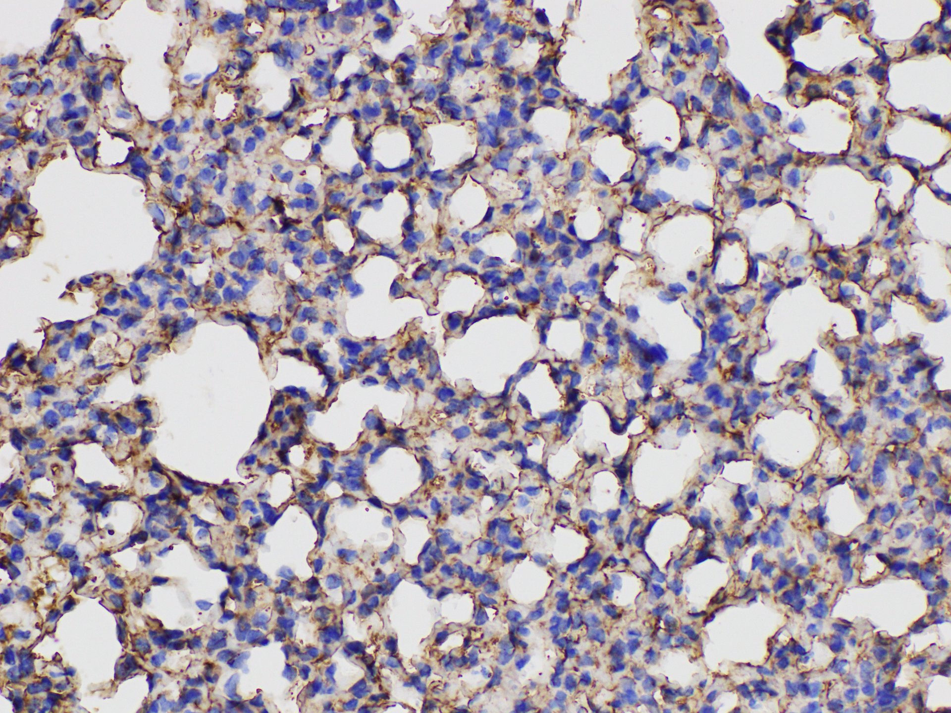 Elabscience?ANXA5多克隆抗体，E-AB-40440，适用WB与IHC,200&mu;L