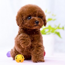 Purebred Teddy puppies live small dogs poodles Pomeranians white easy-to-keep pet dogs