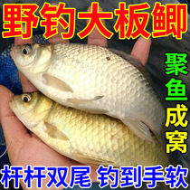Nerve-Induced Vegetarian Fishing Small Drug Wild Fishing Black Pit Fishing Additive Crucian Carp Carp Bream Fish Pass Kill Little Medicine