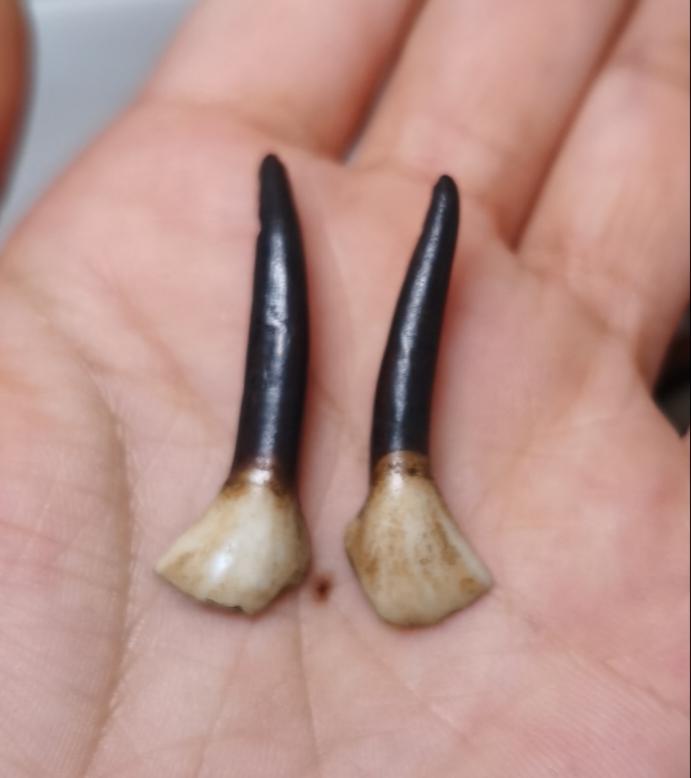 Tooth tooth 2 (full 50 dissatisfaction not to ship) - Taobao