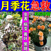 Special medicine for black spot on rose leaves and black spots on rose leaves Special fertilizer and nutrient solution for flower promotion for black spots and yellow leaves on roses and anthracnose