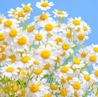 1000 громсосомы+удобрения