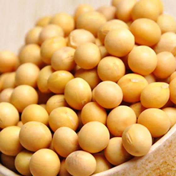 Northeastern soybeans, Northeastern soybeans, organic soybeans, bean sprouts, soymilk, old farm varieties of soybeans, grain size