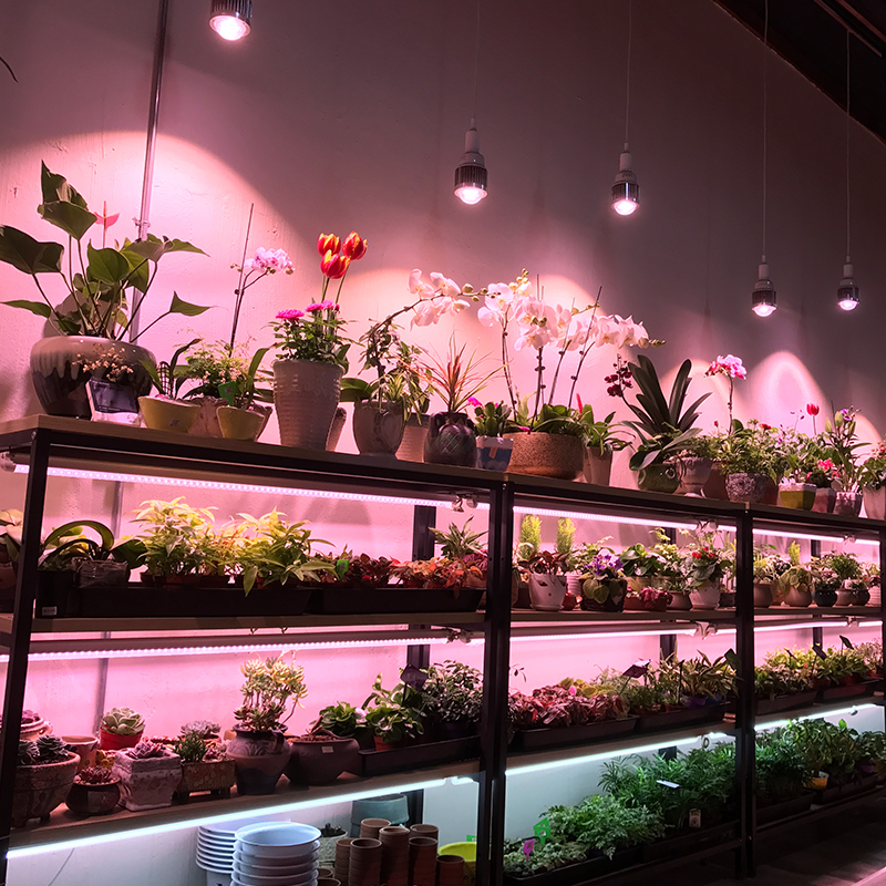 ms���ʿȫ����led��MS-Pro. T8