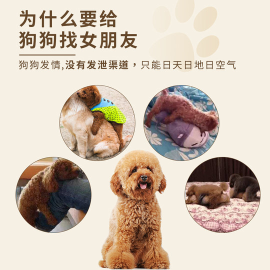 Bichon Teddy Dog in Heat Period Toy Male Dog Mating Puppy Self-Pleasure Self-Stimulation Sex Partner Female Dog Boredom Relief