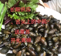 Подраздел BOSS Kaidated Qingkian wild cled water pait snail Thoroughfare State Green Silk Tongue Spirited Gourmet Fresh