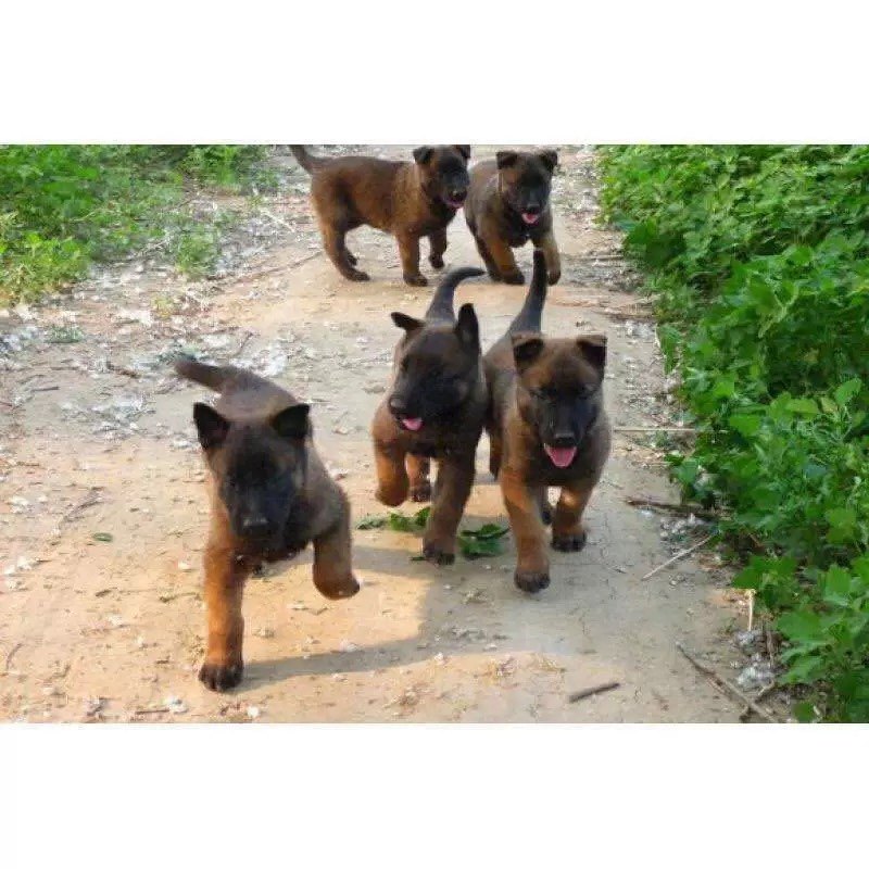 纯种马犬幼犬,警犬级别的高品质伴侣犬?🤩深度解读与选购指南--淘宝好物网