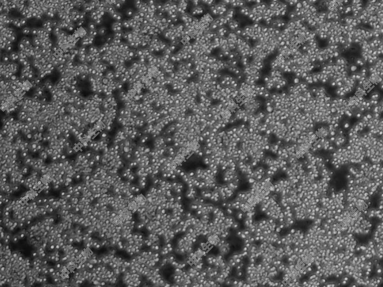 HyCyte?小鼠巨噬细胞(Ana-1) ANA1 巨噬细胞来源 科研实验项目用
