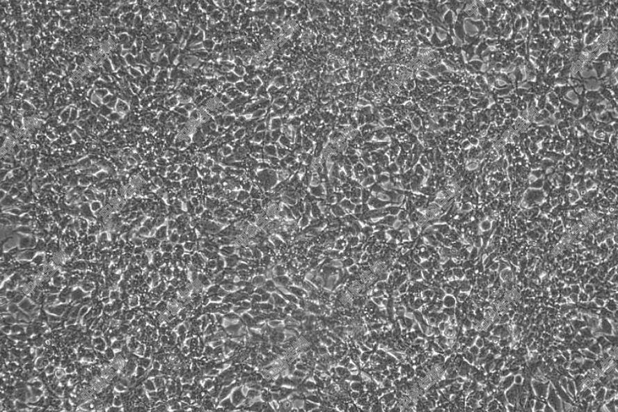 HyCyte?人胚肾细胞(2V6.11)人胚肾细胞株细胞系仅供科研实验项目