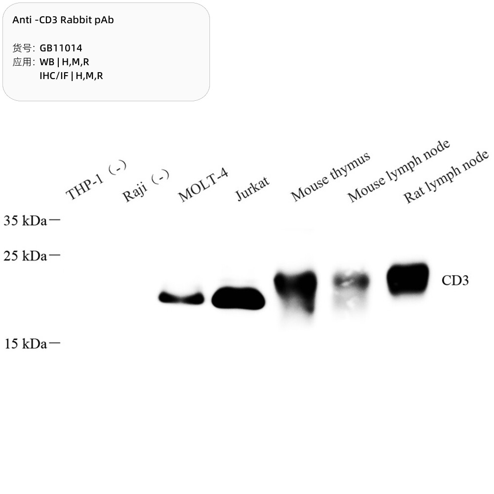 Servicebio抗-CD3兔 pAb抗体,Anti-CD3 Rabbit pAb,适用WB/IHC/IF