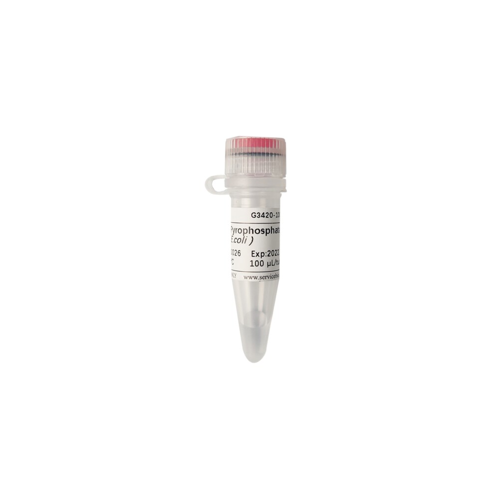 Servicebio 无机焦磷酸酶(E.coli) 100U 大肠杆菌重组表达PPase