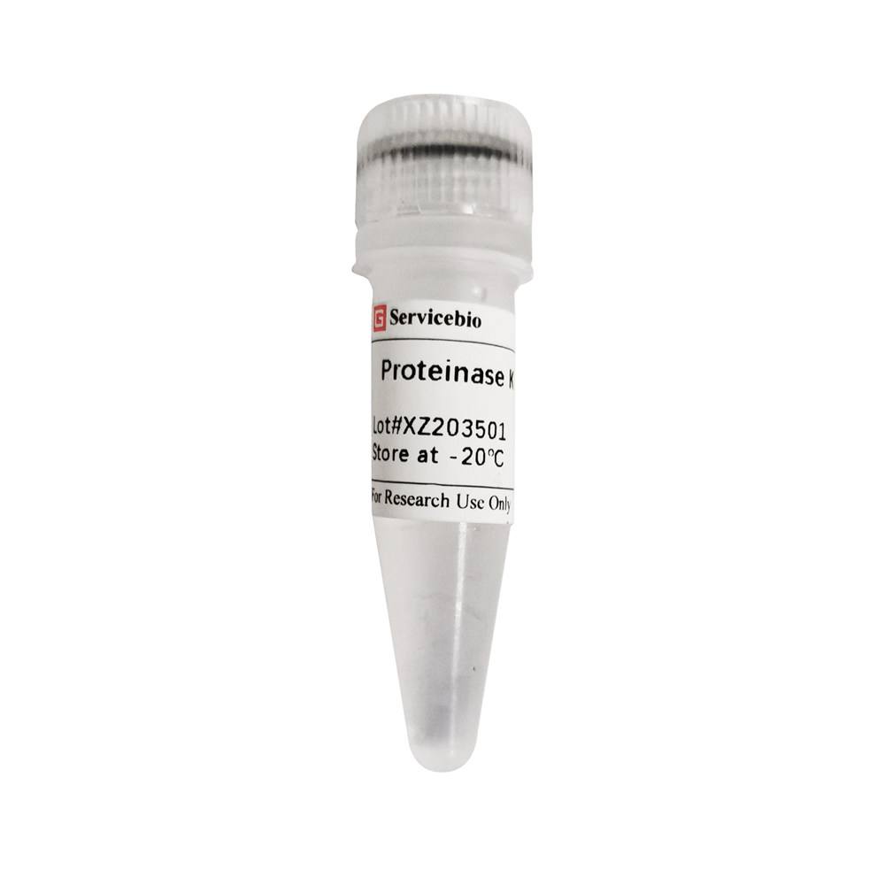 Servicebio重组蛋白酶K用于消化蛋白 促进DNA与蛋白质分离20mg/mL