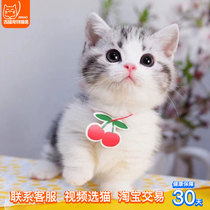 Pet cat live animal purebred American short cheese tabby and white Manjikang short-legged short-haired kitten cub fairy cat