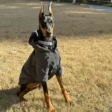 Демисезонная светоотражающая куртка с капюшоном для выхода на улицу, подходит для подростков