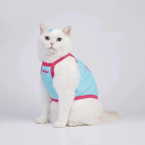 Сладкая и милая подвесная собачья собака кот кот малзис