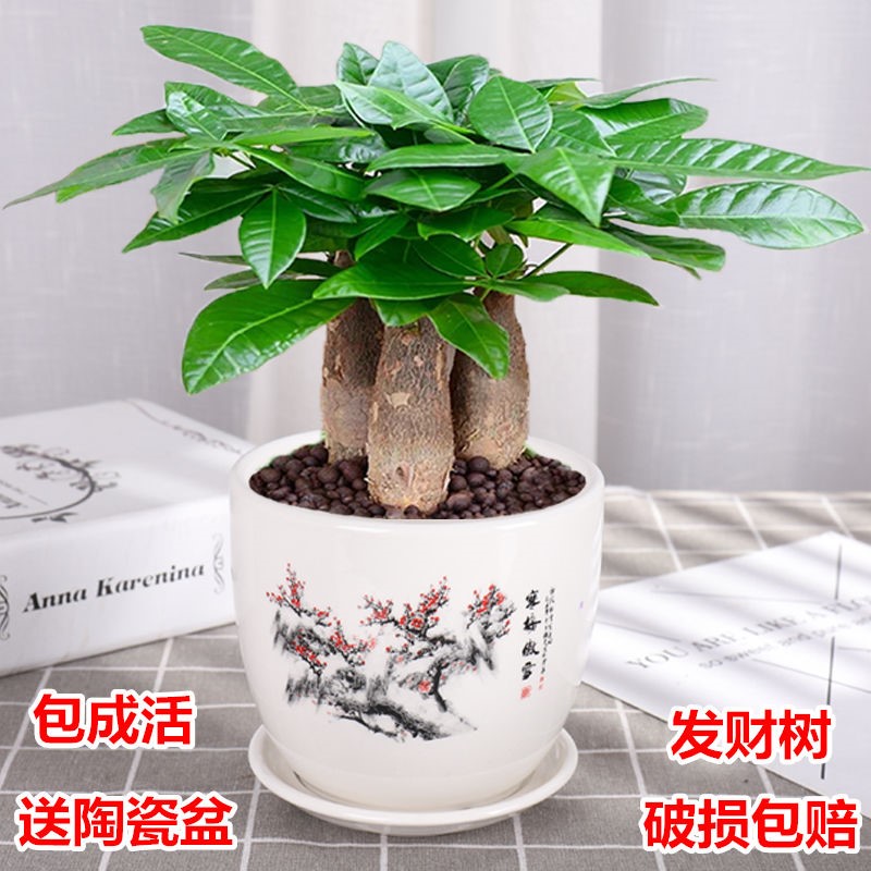 Hair Treasure Tree Potted Indoor Living Room Table Top Green Plant Small Bonsai Big Hair Treasure Tree Seedlings to suck formaldehyde plants