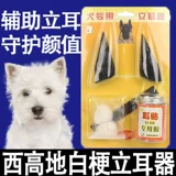 Уэст -Хайленд Блэк Сарстард Специальная собака Энергия Энергии Эрэрив Артефакт Артефакт Ассистент по исправлению ушей Смедолы фиксированный щенок