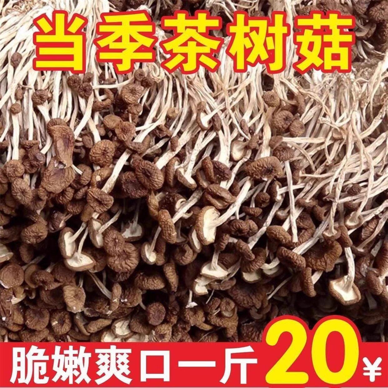 500g Fresh Farmhouse Tea Tree Mushrooms Dry Goods Not Open Umbrella Tea Pay Mushrooms 250g Non-special Mushrooms Mushroom special-producing bacteria-Taobao