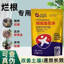 Garlic root rot spirit is a special medicine for root rot soft rot leaf blight stem base rot dry tip rust and so on.