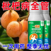 Complete treatment of loquat disease special fungicide for loquat quick sterilization of flower rot gray mold anthracnose and fusarium wilt