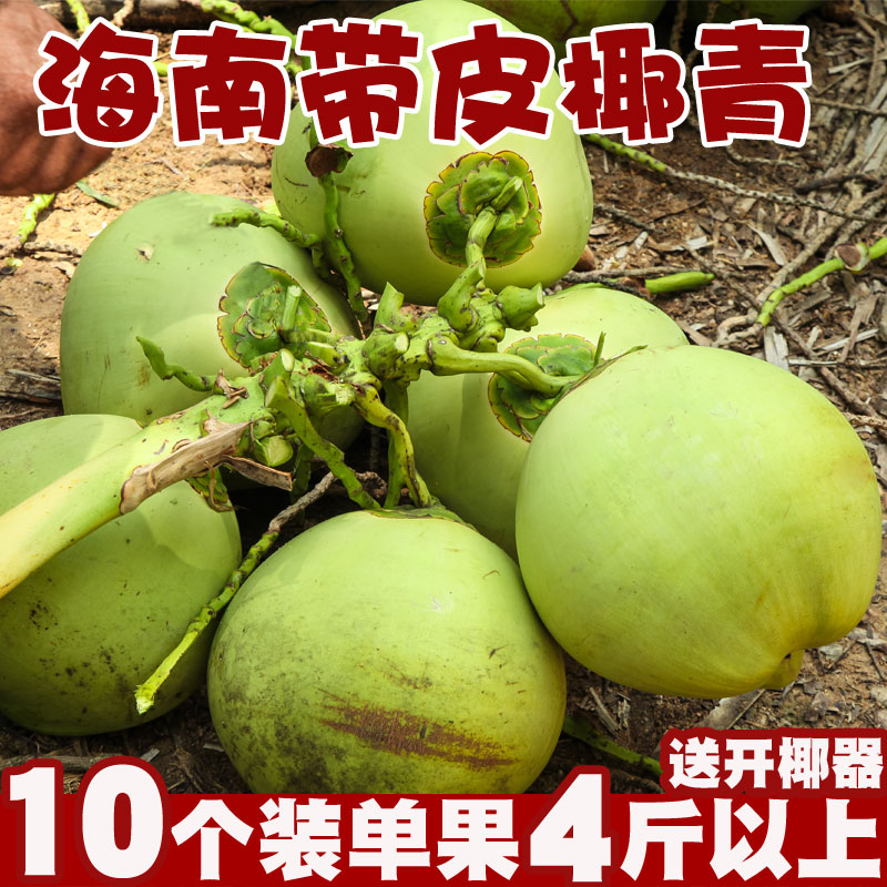 海南文昌椰青：椰汁鲜甜背后的秘密