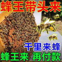Bee wax attracts bees uses bee luring cream bees attract bees bees attract water novice bees attract bees in the wild bee luring artifact beekeeping special tool