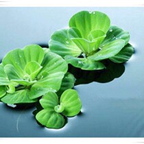 Pasture fish tank round heart ping plant ping duckweed water grass duckweed hair plant duckweed hair water duckweed