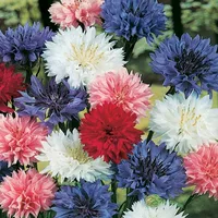 Tya Chrysanthemum 200 Капсулы+горшки+почва+удобрения