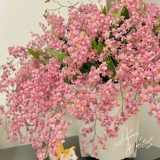 Парфюм Mengxiang Orchid, приправляя четыре сезона цветочные интерьер и внешние кривы и цветы орхидеи хорошо, легко проживать семена цветов.