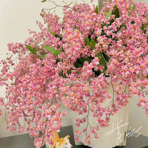 Парфюм Mengxiang Orchid, приправляя четыре сезона цветочные интерьер и внешние кривы и цветы орхидеи хорошо, легко проживать семена цветов.